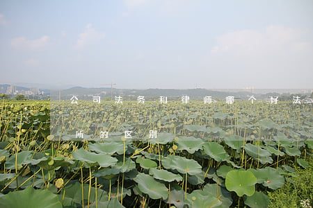 公司法务和律师哪个好(法务公司与律师事务所的区别)