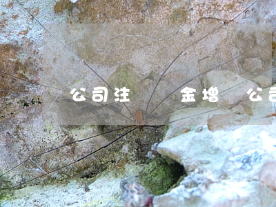 公司注冊資金增資(公司注冊資金增資流程)