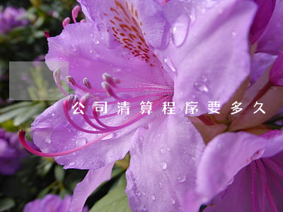 公司清算程序要多久