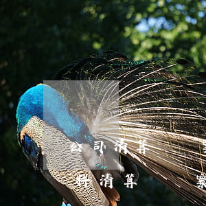 公司清算組備案要準(zhǔn)備哪些材料（清算組備案是什么意思）