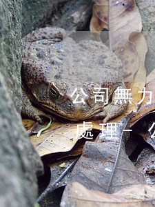 公司無力償還其他應(yīng)付款怎么處理-公司無力償還其他應(yīng)付款怎么處理呢
