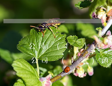 公司發(fā)函說逾期不回復視為默認-公司發(fā)函說逾期不回復視為默認怎么辦