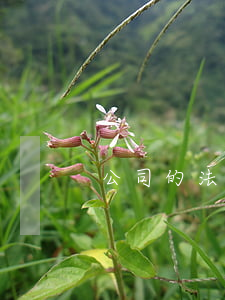 公司的法律顧問