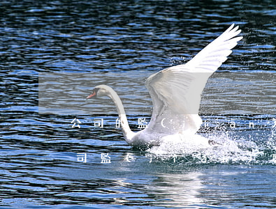 公司的監(jiān)事人有信用卡逾期(公司監(jiān)事信用異常影響公司嗎)