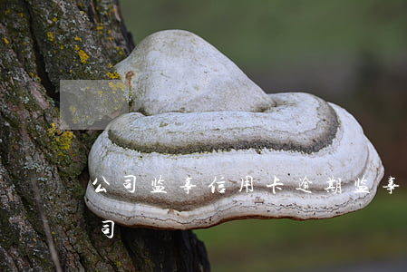 公司监事信用卡逾期 监事欠银行钱会影响公司
