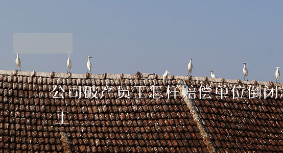 公司破产员工怎样赔偿(单位倒闭怎么补偿员工)
