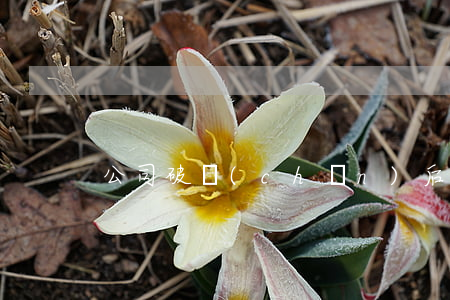 公司破產(chǎn)后合同糾紛怎么處理