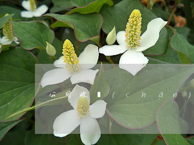 公司破產(chǎn)工資怎么辦