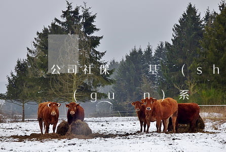 公司社保繳費基數(shù)和工資有什么關(guān)系?