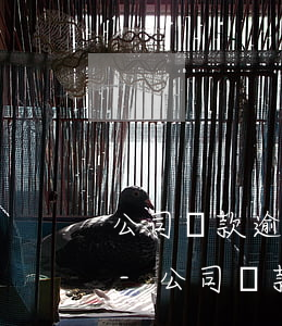 公司稅款逾期申報(bào)了能貸到款嗎-公司稅款逾期申報(bào)了能貸到款嗎怎么辦