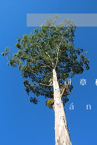 公司章程約定強(qiáng)制股權(quán)回購(gòu)/轉(zhuǎn)讓條款有效