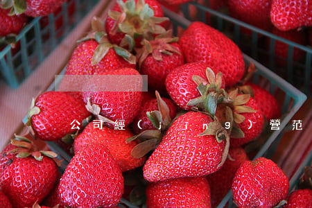 公司經(jīng)營范圍