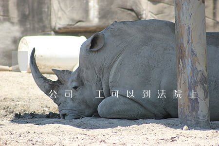 公司職工可以到法院上訴嗎(職工如何起訴領導)