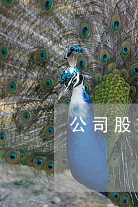 公司股东合作协议书