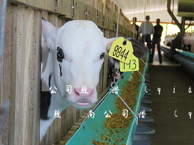 公司股東借錢(qián)可以起訴公司嗎(股東向公司借錢(qián)不還怎么辦)