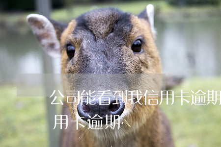 公司能看到我信用卡逾期嗎(公司能看到我信用卡逾期嗎)
