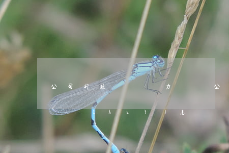 公司行政處罰無力償還(公司行政處罰無力償還會(huì)怎樣)
