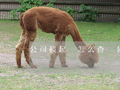 公司被起訴怎么查詢(公司被起訴怎么查詢)