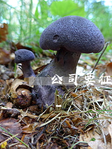 公司要征信報(bào)告但有逾期怎么辦-