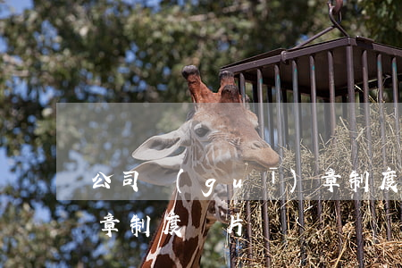 公司規(guī)章制度(公司規(guī)章制度圖片)