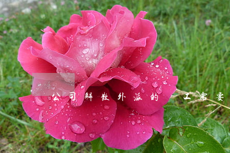 公司解散外派的員工需要賠償嗎