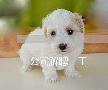 公司解聘員工賠償標準有哪些