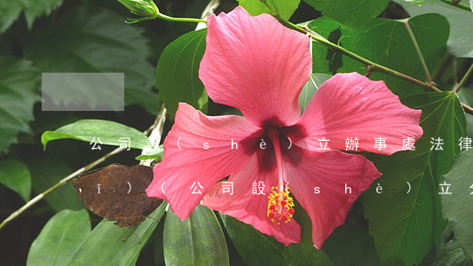 公司設(shè)立辦事處法律法規(guī)(公司設(shè)立分公司有哪些法律規(guī)定)