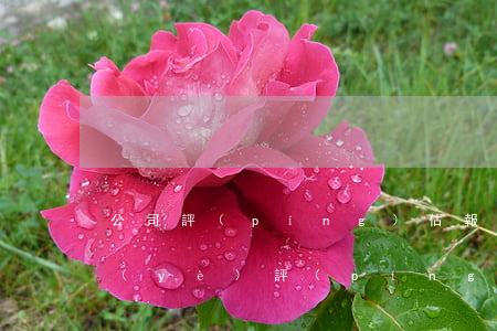 公司評(píng)估報(bào)告(企業(yè)評(píng)估報(bào)告)