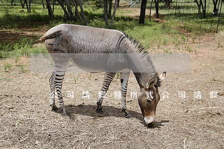 公司請假條格式，公司請假條格式表