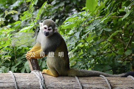 公司證明信