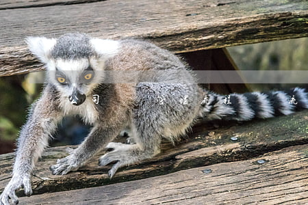 公司財務管理流程(財務流程圖)