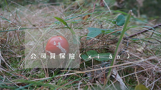 公司買保險(xiǎn)