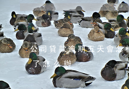 公司貸款逾期五天會怎樣(銀行貸款逾期五天了怎么辦)
