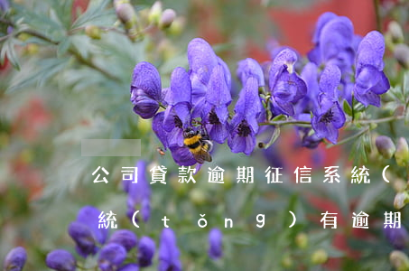 公司貸款逾期征信系統(tǒng)(征信系統(tǒng)有逾期怎么辦)