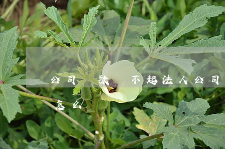 公司貸款還不起法人 公司貸款還不起法人會怎么樣