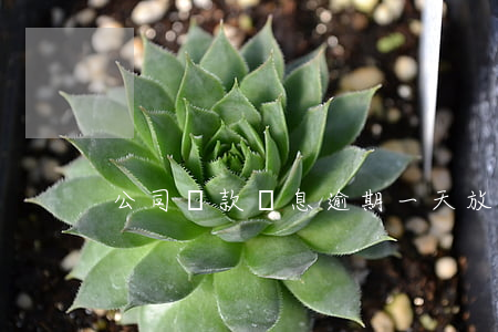 公司貸款還息逾期一天(放貸逾期一天)
