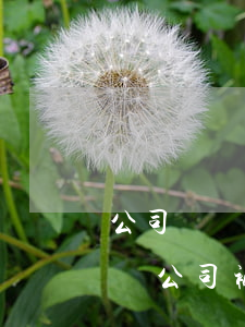 公司資產(chǎn)抵押貸款還不上怎么辦（公司被抵押無(wú)力償還）