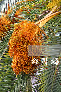 公司起訴公司的起訴狀怎么寫(公司起訴狀)