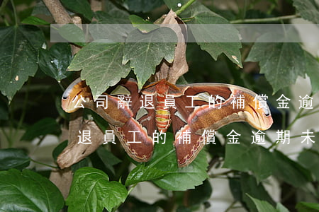 公司辭退員工的補償金逾期未支付-公司辭退員工的補償金逾期未支付怎么辦