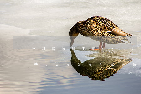 公司辭退員工補(bǔ)償標(biāo)準(zhǔn)(公司辭退員工補(bǔ)償標(biāo)準(zhǔn))