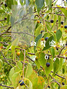 公司逾期交公積金貸款(公司斷交公積金導(dǎo)致無(wú)法貸款)