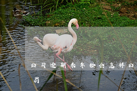 公司逾期未年检会怎样(公司逾期年检如何处罚)