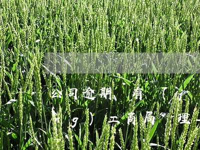 公司逾期沒有經(jīng)營活動(dòng)工商局處理-公司無經(jīng)營未報(bào)稅逾期