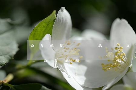 公司逾期繳納稅款會(huì)影響征信嗎-公司逾期繳納稅款會(huì)影響征信嗎知乎