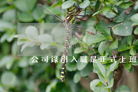 公司錄用入職是正式上班嗎
