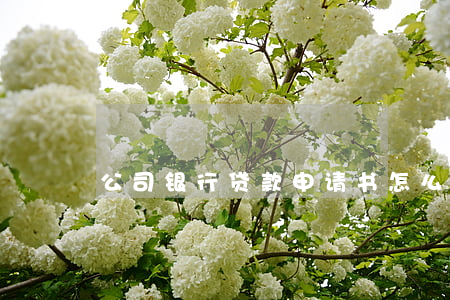 公司银行贷款申请书怎么写