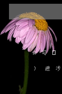公司開發(fā)棋牌游戲如何規(guī)避涉賭風(fēng)險(xiǎn)