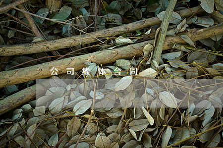 公司集体合同