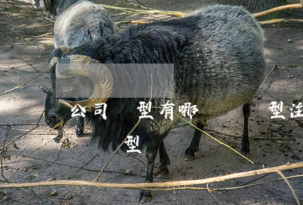 公司類型有哪幾種類型(注冊公司類型有哪幾種類型)