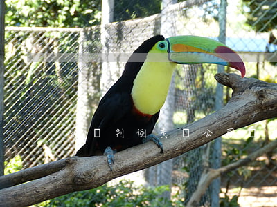 公報判例：有關公司資本5條裁判觀點